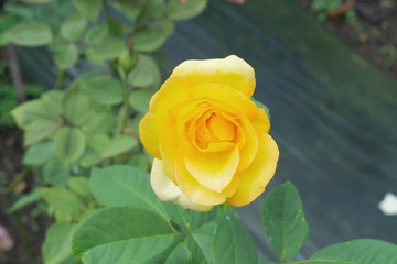 Beautiful yellow rose flower in graden