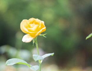 Beautiful yellow rose flower in a garden