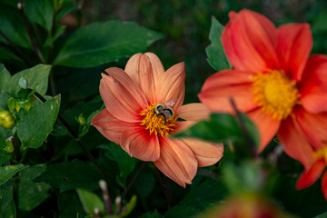 abelha em flor