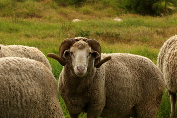 A stud Merino ram with curled horns standing between two other sheep.