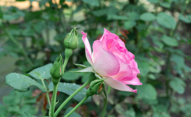 Pink Rose Blooming in Garden.