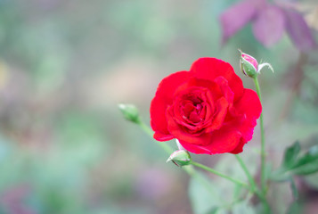 Red rose in the garden.