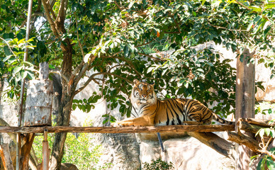 tiger in zoo