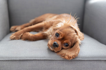 Cute puppy of cavalier spaniel