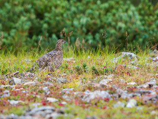 秋のライチョウ雌(Rock ptarmigan)