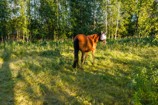 Horse wearing fly mask in field in Syssleback, Sweden