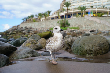 Seagull walking at the beach
