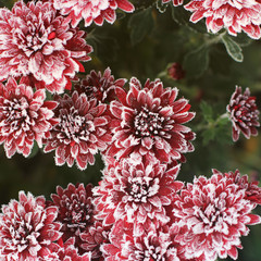 Flowers in the snow. Chrysanthemums in the snow