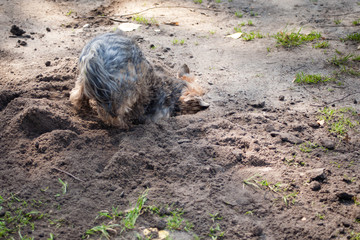 The Yorkshire Terrier is a small dog breed of terrier type, developed during the 19th century in Yorkshire, England, to catch rats in clothing mills nickname is Yorkie.