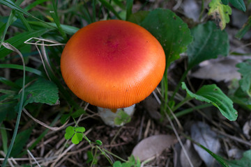 mushroom
