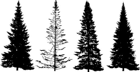four high fir tree silhouettes isolated on white