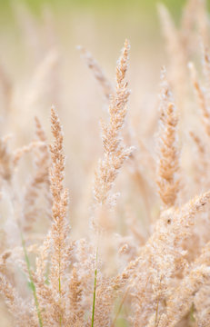 「Feldpflanzen」の写真素材 | 132件の無料イラスト画像 | Adobe Stock