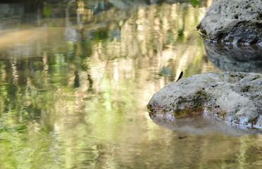 water run through river pass rock and stone in forest