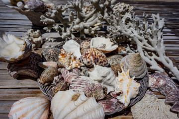 A set of sea calms and mussels found on a private beach in El Nido, Philippines © Michael