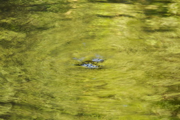 water run through river hit rock make rippled in forest