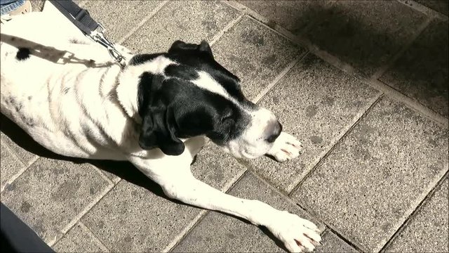 Large dog on leash resting on pavement in sunny Andalusian village