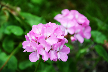 Pink geranium on a green background