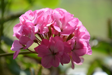 Pink geranium on a green background