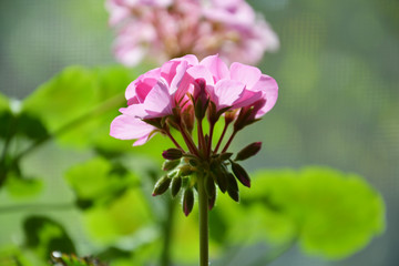 Pink geranium on a green background