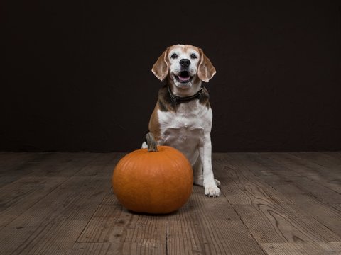 dog with Halloween pumpkin