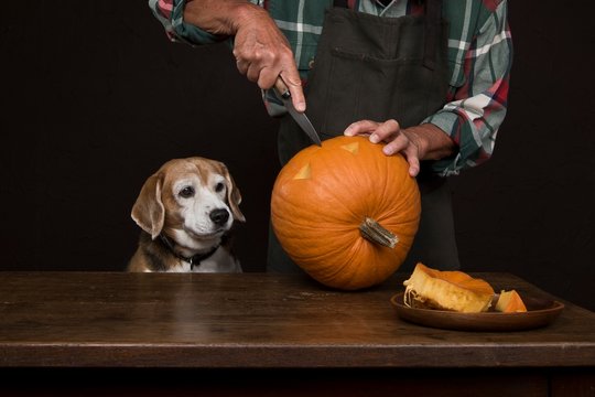 Dog looking at Man carving a pumpkin to make halloween lantern