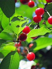 Sweet red cherry on a branch