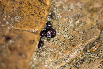 Snails on stones