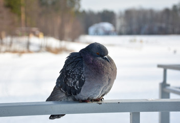 winter and dove