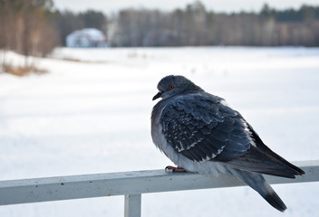 winter and dove