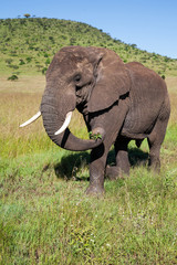 Fototapeta na wymiar Elephant bull walking in Serengeti National Park in Tanzania