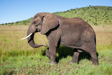 Fototapeta na wymiar Elephant bull walking in Serengeti National Park in Tanzania