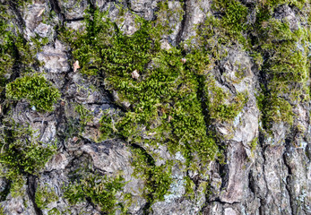 texture of wood and moss