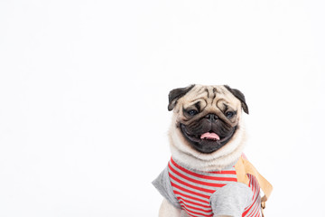 Cute dog pug breed wearing shirt smile making funny and serious face feeling confused and happiness isolated on white background,Animal Friendly Concept
