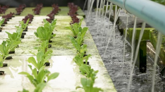 Rows of lettuce grow at hydroponic farm while flow circulates.