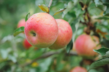 Apple on a tree, branch with several ripe red apples
