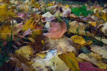 pile of color leaves abstract colorful background