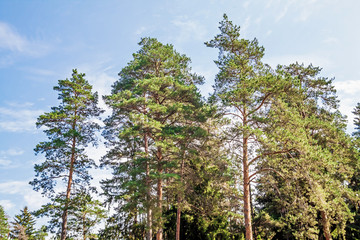 Pine trees at the forest