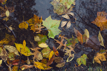 colorful autumn leaves in water reflection background