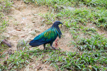 Nicobar Pigeon in natural habitat