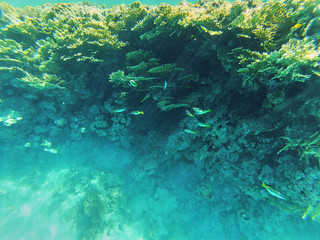 shoal of tropical fish
