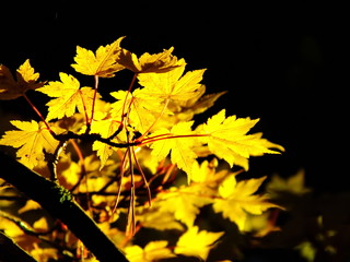 colorful yellow autumn maple leaves against the black background .