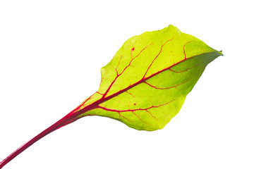 Beet leaves. Beetroot leaves, fresh beet leaf.