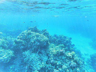 Naklejka na ściany i meble diver and coral reef