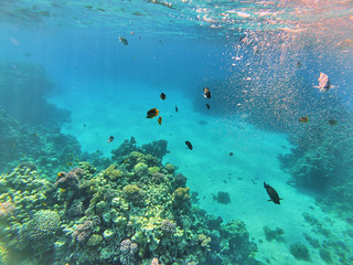 Naklejka na ściany i meble scuba diver and coral reef