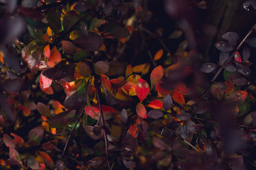 vibrant colorful red autumn leaves on black background