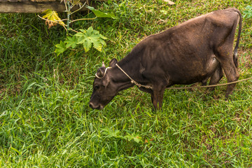 Black cow grazing at Florianopolis, Brazil.