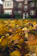 autumn leaves in front of a house