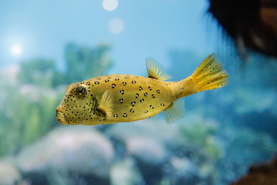 Yellow Box Fish