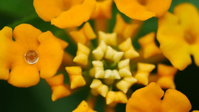 The Rain Drop on The Yellow Hedge Flower in The Garden