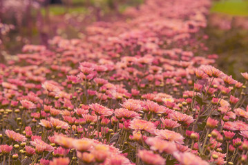 Beautiful Chrysanthemum flower for background